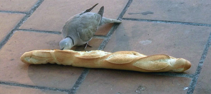 Baguette pigeon