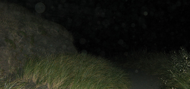 Biodiversite nuit herbes folles campagne pluie