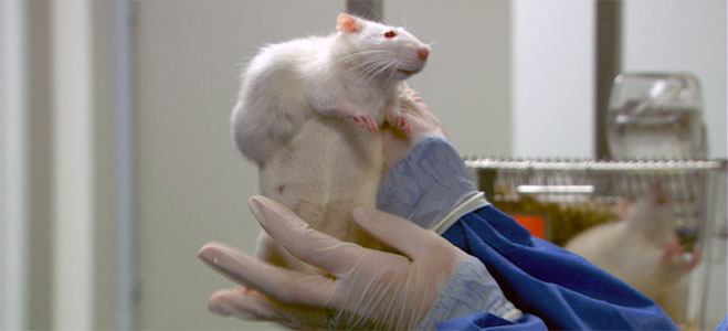 Monsanto OGM Rat Souris Laboratoire